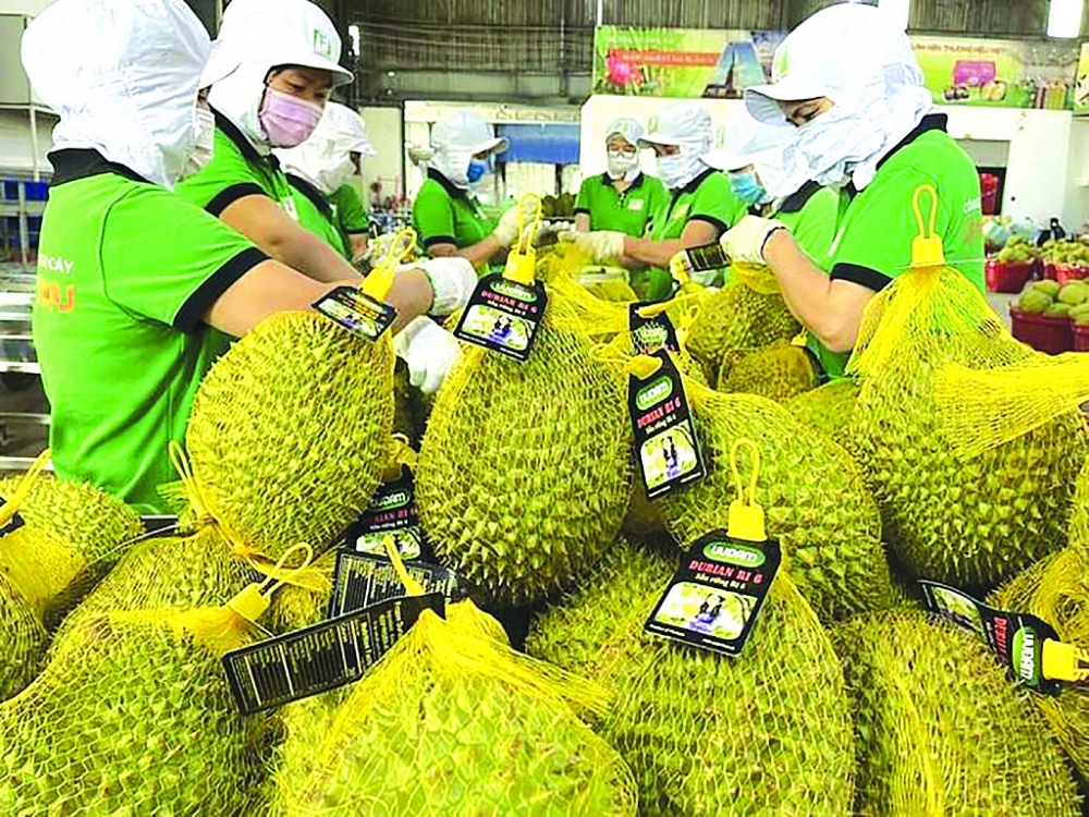 Xuất khẩu nông sản Việt Nam sang Hàn Quốc: Điểm sáng 2025