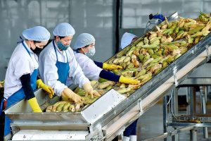 Xuất khẩu nông sản Việt Nam sang Hàn Quốc: Điểm sáng 2025