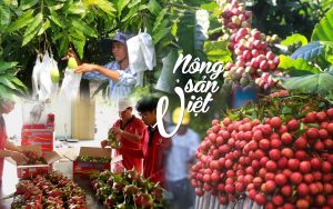 Tin Nóng: Nhu Cầu Nhập Khẩu Nông Sản Việt Tại Hàn Quốc Tăng Kỷ Lục