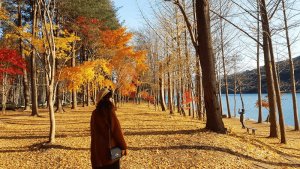 Du lịch Hàn quốc mùa lá vàng (Ảnh: sưu tầm)