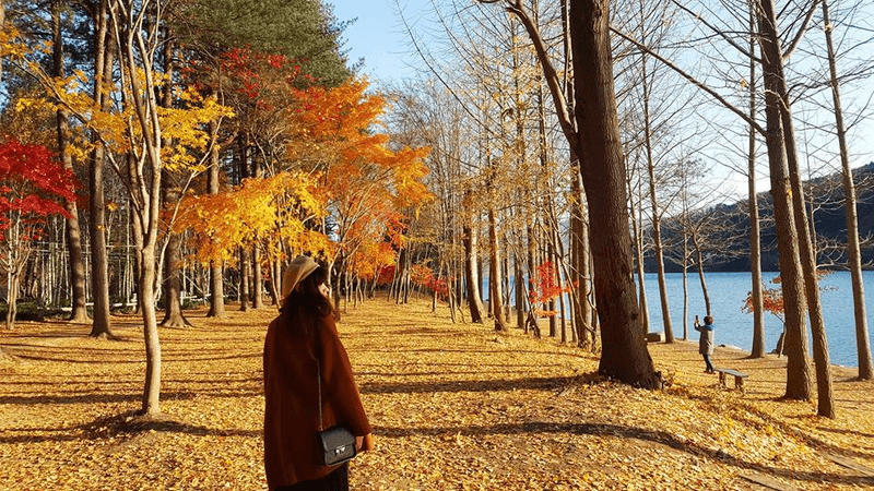 Du lịch Hàn quốc mùa lá vàng (Ảnh: sưu tầm)
