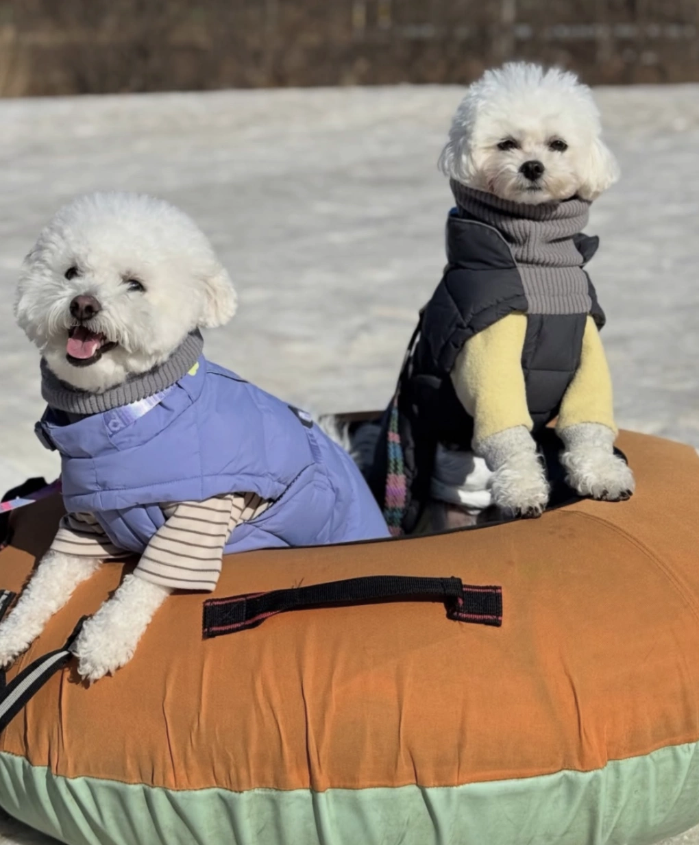 Người Hàn đưa chó đi spa, học nấu ăn dịp Tết và xu hướng tiêu dùng mới trong xã hội hiện đại