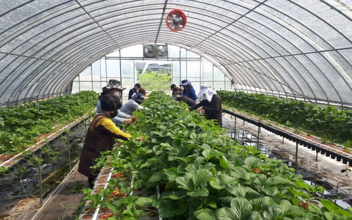 Những công việc phổ biến của người Việt tại Hàn Quốc hiện nay