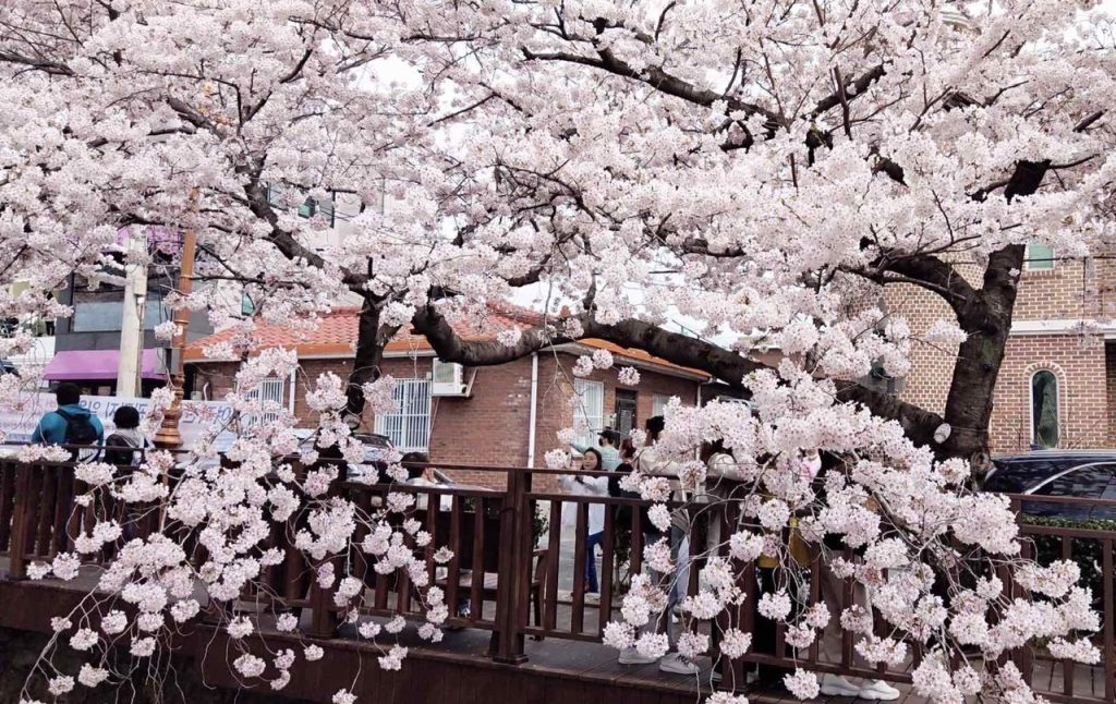 Hoa anh đào Hàn Quốc nở sớm