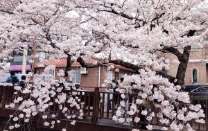 Hoa anh đào Hàn Quốc nở sớm