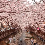 Chuyển Phát Nhanh Việt Hàn