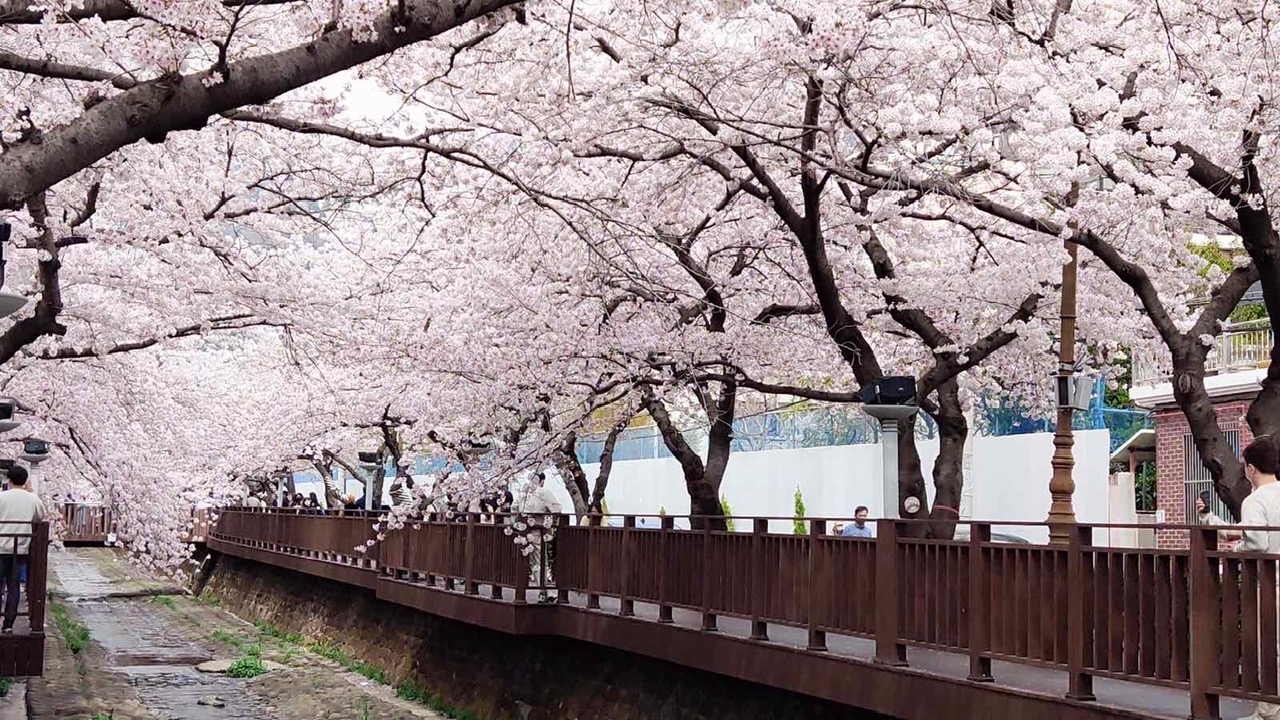 Hoa anh đào bắt đầu nở tại Seoul, sớm hơn mọi năm 10 ngày Hoa anh đào bắt đầu nở tại Seoul, sớm hơn mọi năm 10 ngày