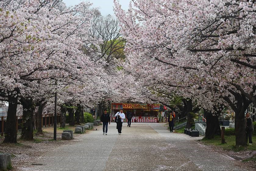 Mùa hoa anh đào dần khép lại, du lịch Nhật Bản và Hàn Quốc hút khách mùa hè